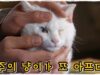 馬医 15話の動画