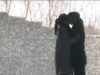 黄金のポケット 80話 動画